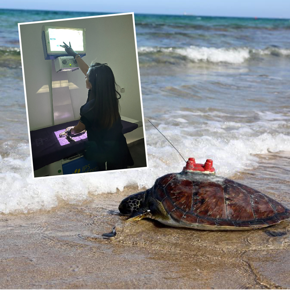 Meritta Deniz Kaplumbağaları Rehabilitasyon Merkezi